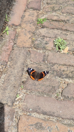 Red Admiral