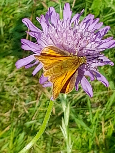 Large Skipper