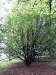 Carpinus betulus