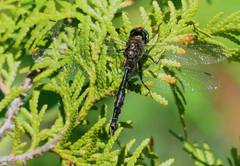 Somatochlora walshii