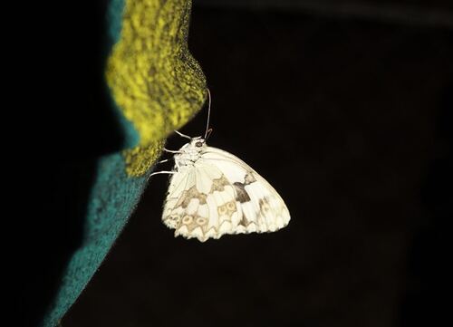 Iberian marbled white