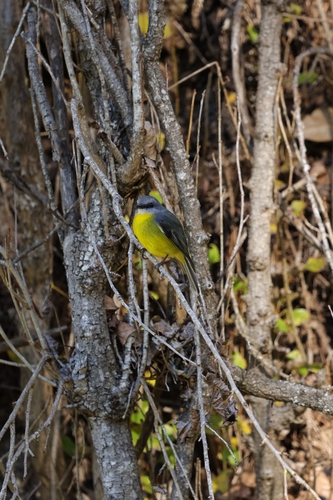 Eastern Yellow Robin