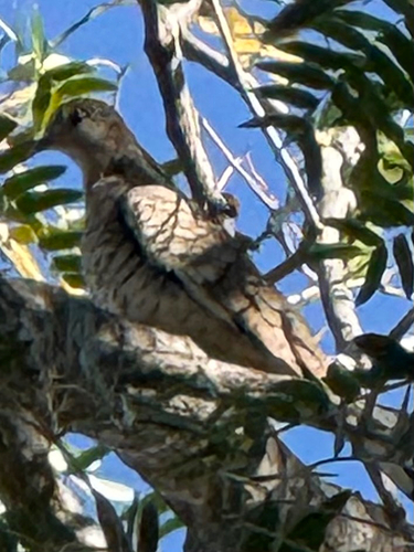 Scaled Dove