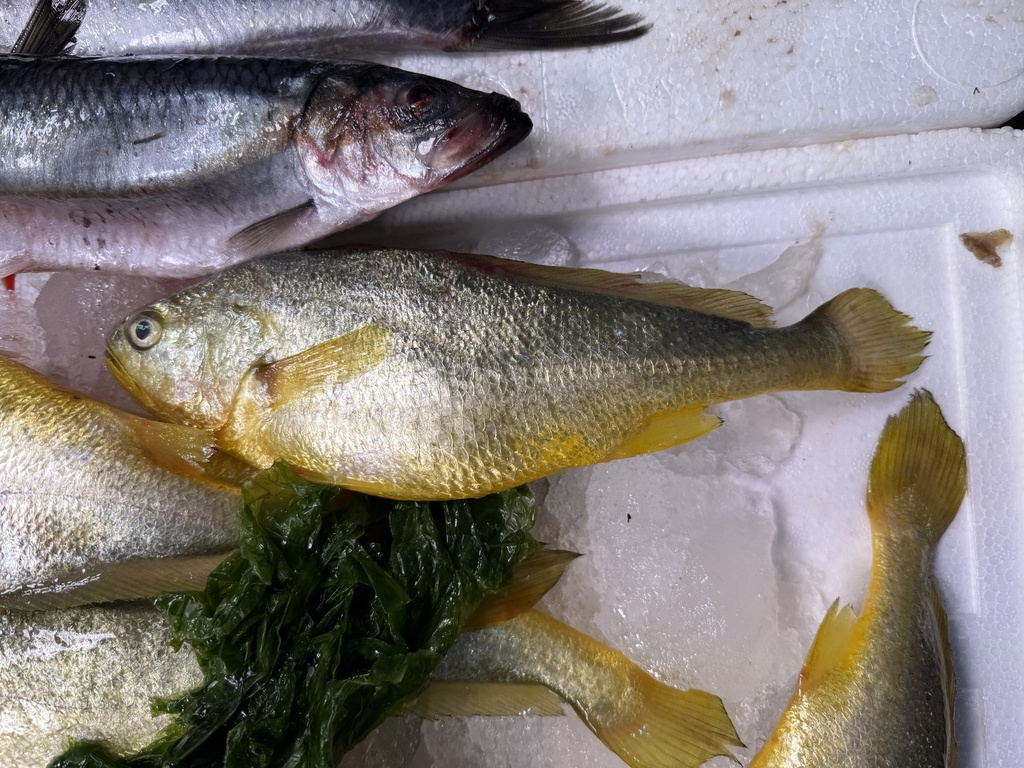 Croceine croaker (Larimichthys crocea) — Sciaenidae