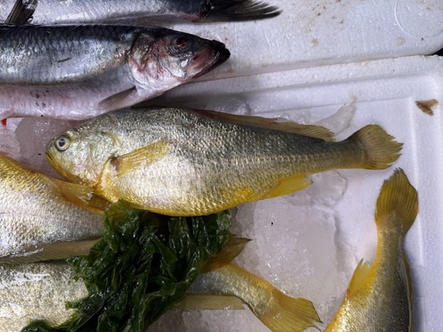 Grote gele ombervis (Larimichthys crocea) — Sciaenidae