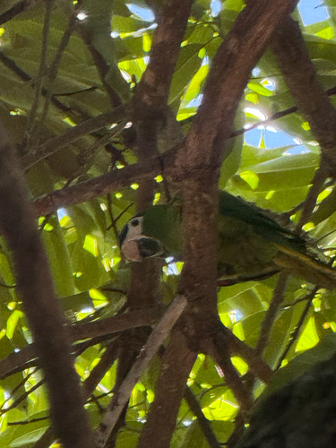 Red-shouldered Macaw