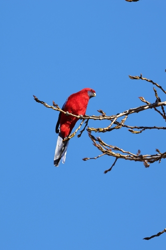 Crimson Rosella