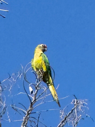 Peach-fronted Parakeet