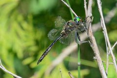 Somatochlora walshii