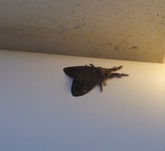 Dasychira chekiangensis