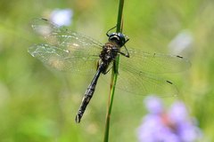 Somatochlora walshii