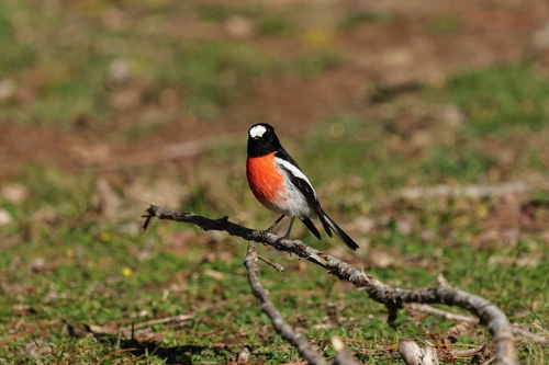 Scarlet Robin