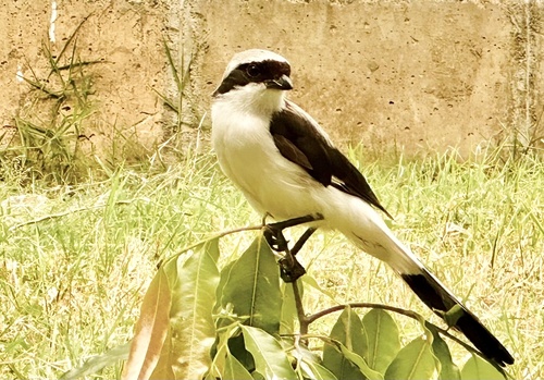 Grey-backed Fiscal
