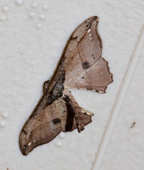 Hyposidra infixaria