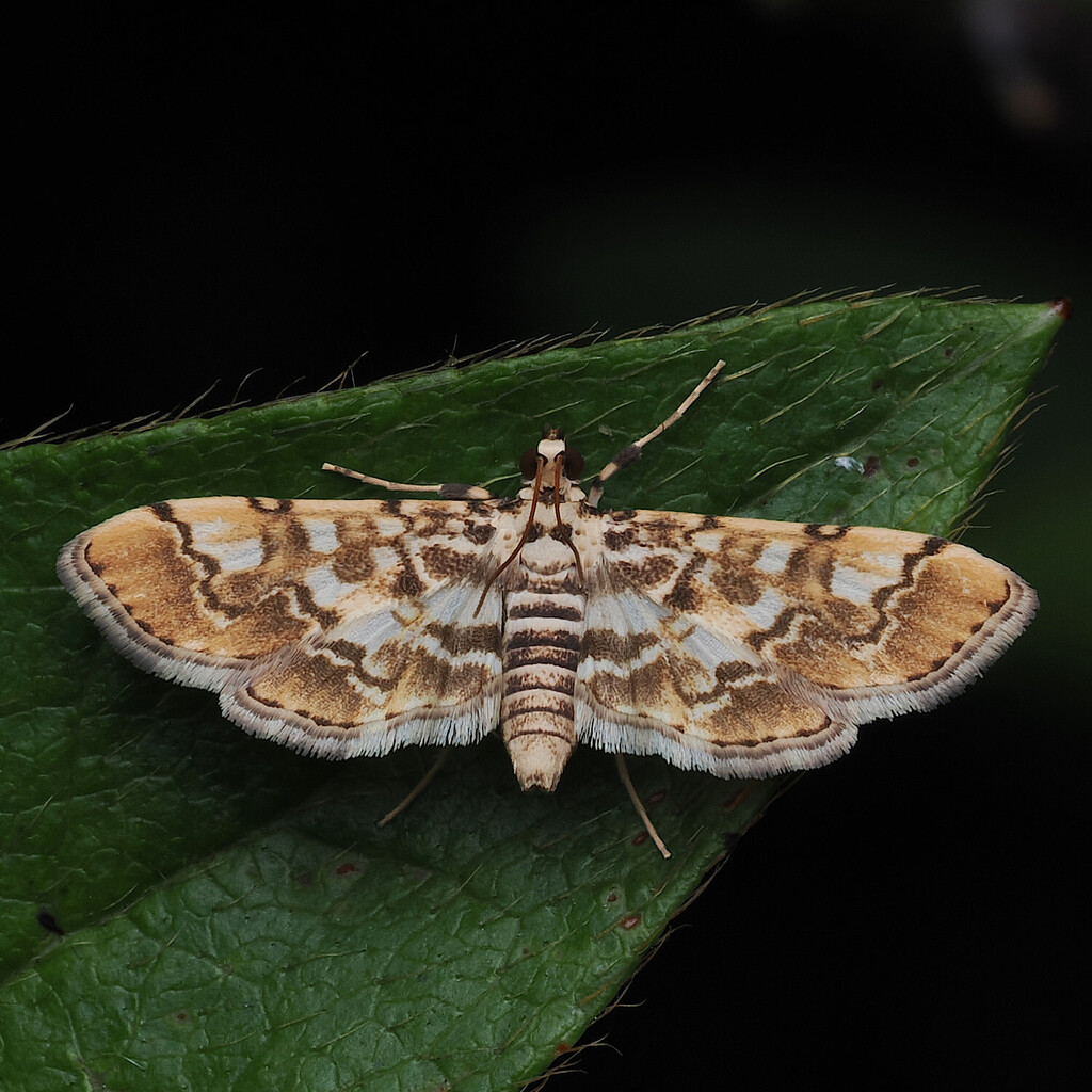 Nacoleia commixta