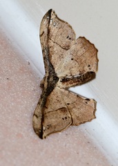 Hyposidra infixaria