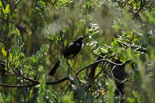 New Holland Honeyeater