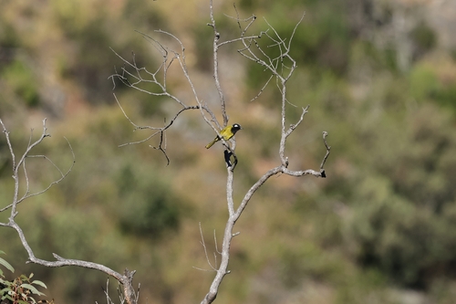 White-eared Honeyeater