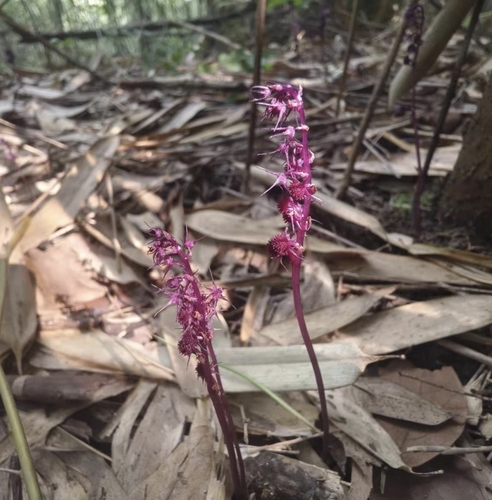 Sciaphila secundiflora