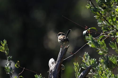 Superb Fairywren