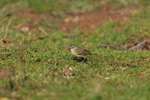 Yellow-rumped Thornbill