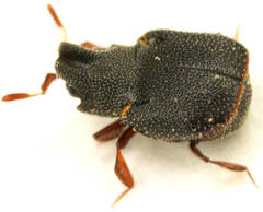 Pheidoliphila carbo