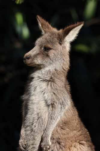 Eastern Grey Kangaroo