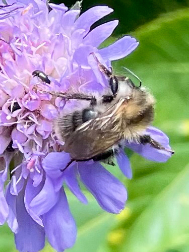 Common Carder Bumble Bee