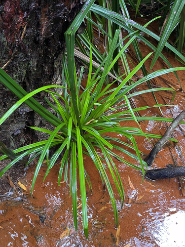 Scirpodendron ghaeri observed 2026-06-13