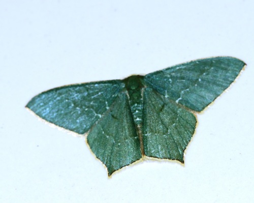Maxates brevicaudata