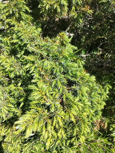 Juniperus formosana, photograph 6