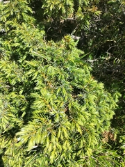 Juniperus formosana, photograph (c) 祐, some rights reserved (CC BY)