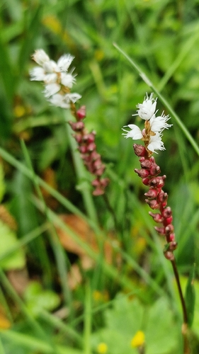 alpine bistort
