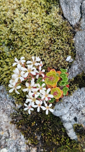 Pyramidal Saxifrage