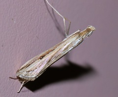 Euclasta vitralis