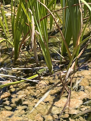 Iberian Green Frog