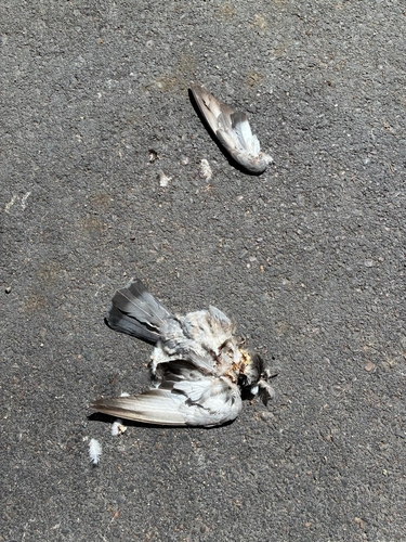 Feral Pigeon