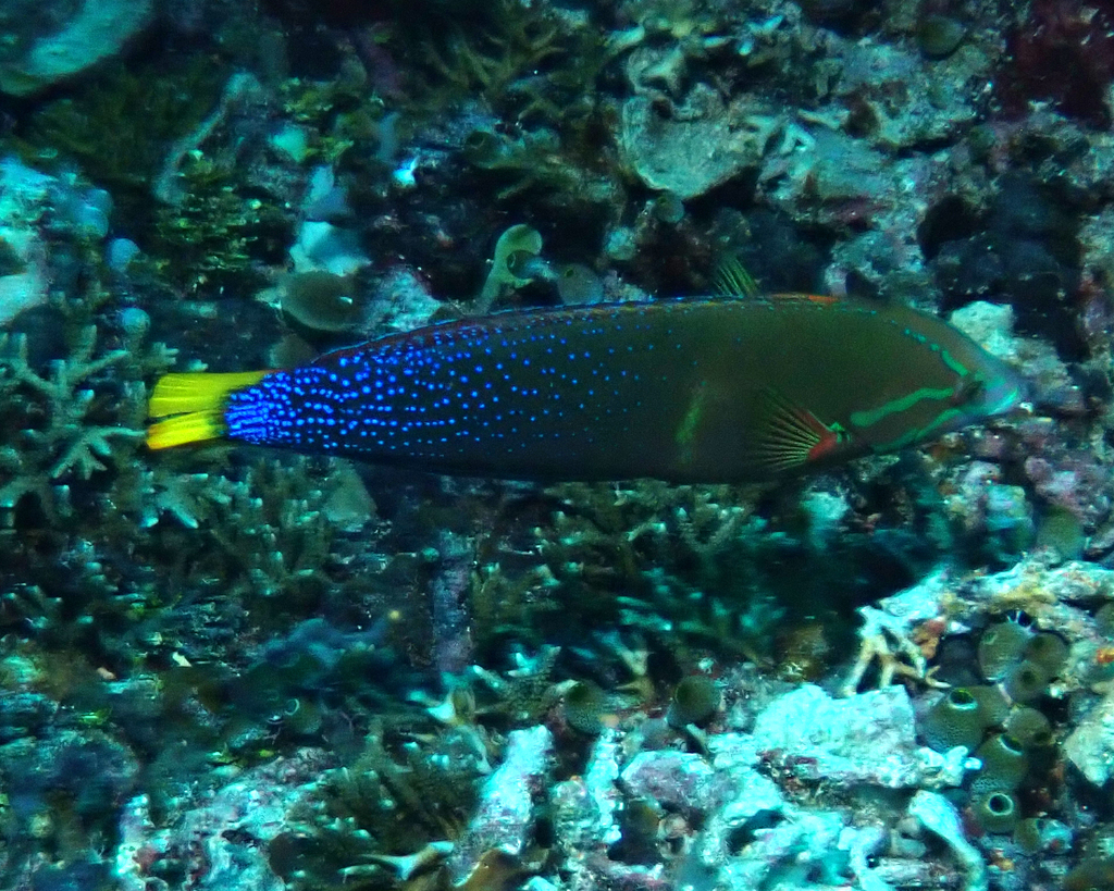 African Clown Wrasse