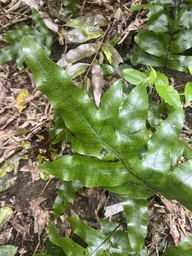 hound's tongue fern