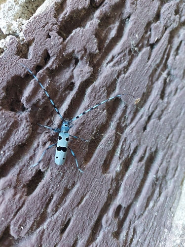 Alpine longhorn Rosalia