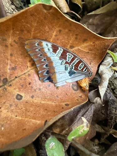 Southern White-barred Emperor