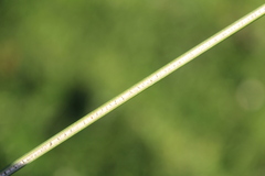 Juncus sarophorus, photograph (c) Joe Dillon, some rights reserved (CC BY)