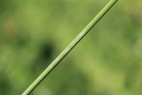 Juncus sarophorus, photograph 3