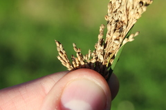 Juncus sarophorus, photograph (c) Joe Dillon, some rights reserved (CC BY)