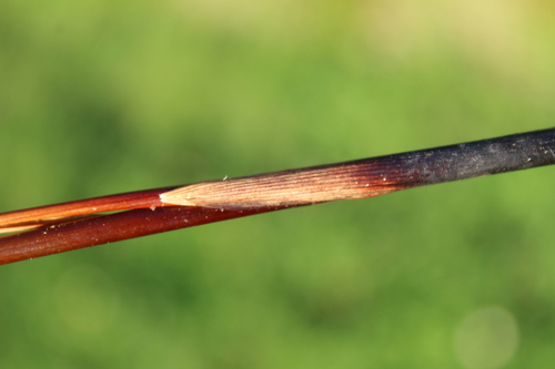 Juncus sarophorus, photograph 4