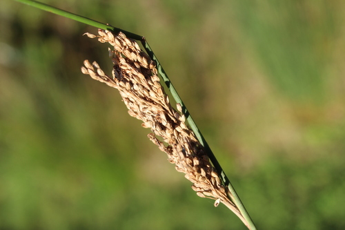 Juncus sarophorus, photograph 5