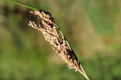 Juncus sarophorus, photograph (c) Joe Dillon, some rights reserved (CC BY)