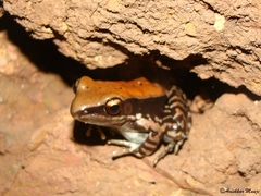 Hydrophylax bahuvistara