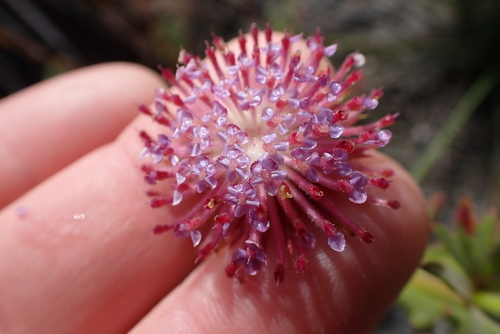 Trachymene coerulea observed 2026-06-30