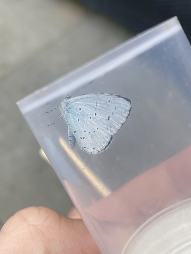 Holly Blue